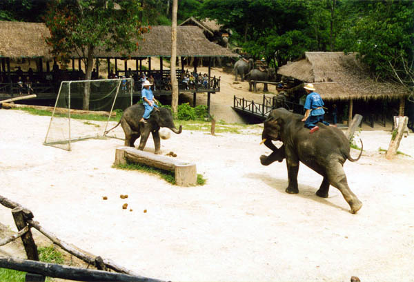 Elephant football