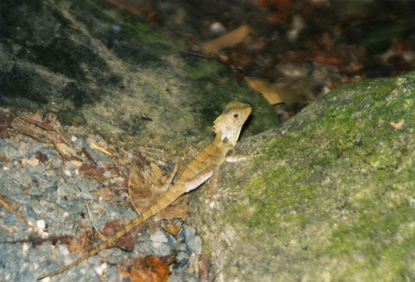 Lizard