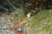 Lizard